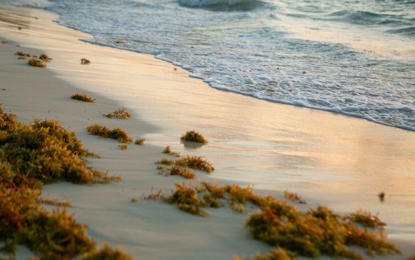 Can We Turn Sargassum Blooms Into An Agricultural Crop?