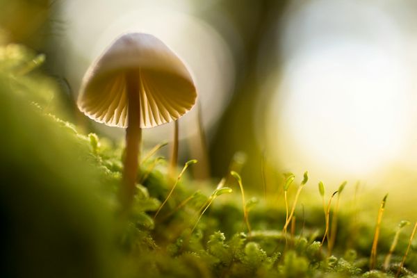 Nature's Herbarium Pharmacopeia: Strange Psychedelic Plants